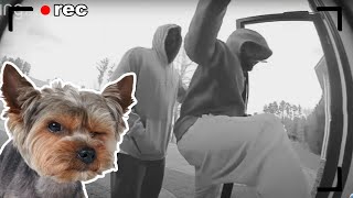 Hidden Cam catches Yorkie Stopping Two Armed Robbers