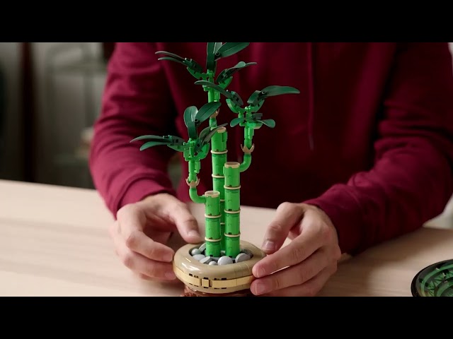 Vídeo relacionado con LEGO Botanicals Bambú de la Suerte Planta Artificial de Interior, Decoración del Hogar y Oficina, Maqueta para Construir para Adultos, Regalo Romántico para Mujeres, Esposas y Pareja 10344