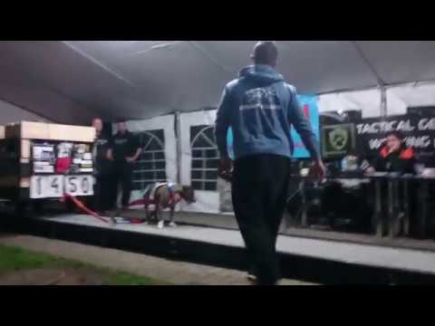 Weight pulling Poland GAME DOG -  Crystal Blue - 1.place