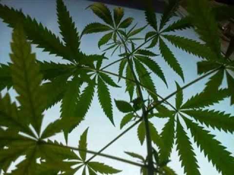 Miejski Samo_rzad - Bansky, Gruby