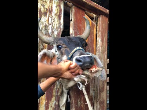 Vaca Guzerá salva no manejo ✅🙏🏻  #Shorts