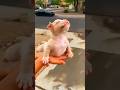 Pitbull Edit Tutorial Pitbull Shorts Dog Doglover