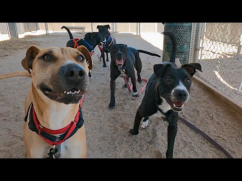 Dog TV Daycare for Wednesdays
