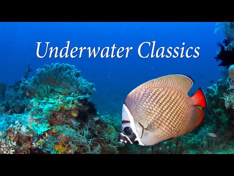 Underwater Classics - LISTEN TO CLASSICAL FAVORITES W/AMAZING UNDERWATER SCENES! - Relax-TV 4K