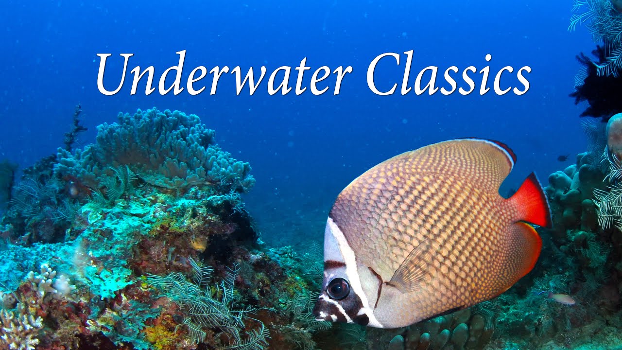 Underwater Classics - LISTEN TO CLASSICAL FAVORITES W/AMAZING UNDERWATER SCENES! -  Relax-TV 4K