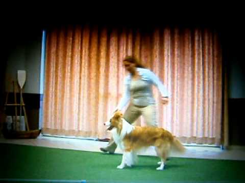 dog dance demo in berkenbos met kristien en indy