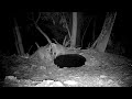 Proper Raccoon Mating Etiquette