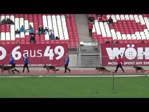 2015 SV BSZS Nuremberg part 33 NKGR-20 Quoran d'Ulmental