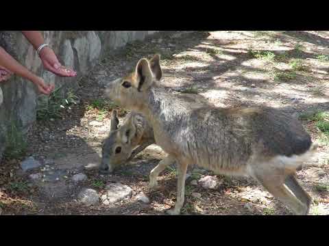Tatú Carreta zoológico de Casa Grande provincia de Córdoba