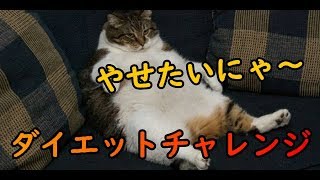 【猫　面白い　かわいい】猫ザップ　トレーニング