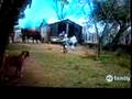 AFV Chicken Run