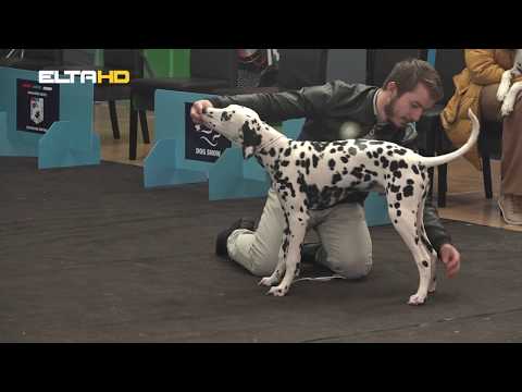 BL HRONIKA 13 03 18 - IZLOZBA PASA