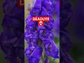 "Deadly Beauty: The Lethal Power of Aconitum napellus"