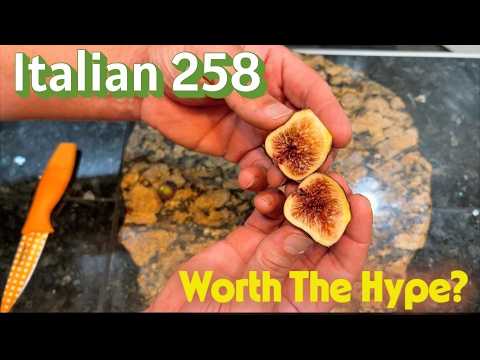 Italian 258 Fig Tree Review and Origin Story