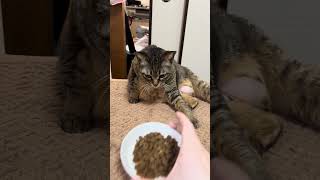 ただただトラちゃんを観る動画🐯　#キジトラ　#癒し　#可愛い #猫のいる暮らし #猫 #ねこ #休日　#ごはん　#ゴキゲン