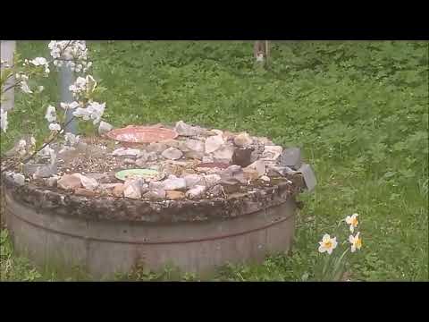 NPaT - NP&T - Ptačí píseň