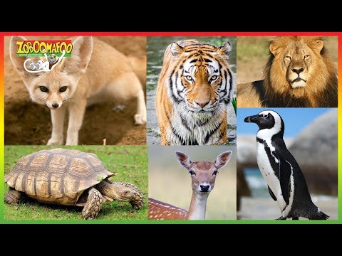 ZOBOOMAFOO - 2 HOURS COMPILATION | Season 1 | Animal Shows For Kids | TV Shows For Children