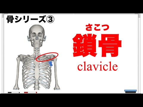 グロシュラリア科について詳しく解説