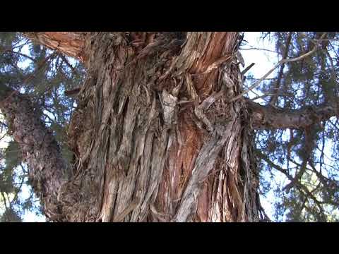 Juniperus occidentalis (western juniper) CUPRESSACEAE - YouTube