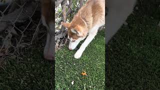 Video preview image #1 Siberian Husky Puppy For Sale in Pasadena, CA, USA