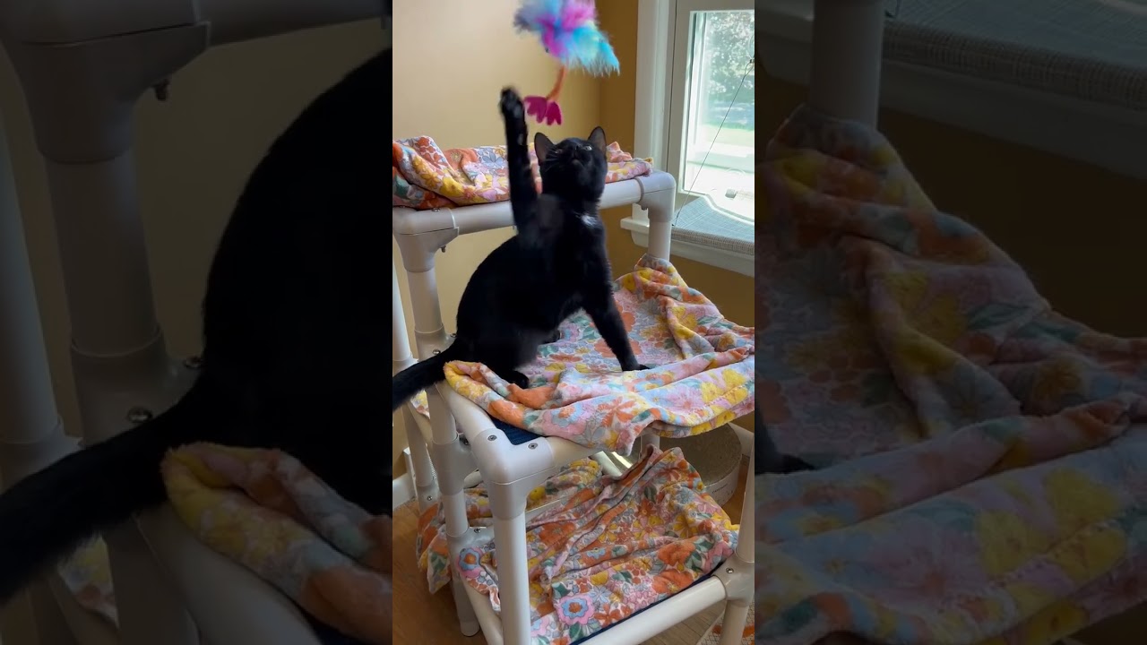 Hudson - Lap Lover, an adopted Domestic Short Hair in Rochester, NY video 2/2