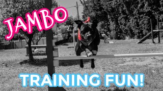 'Training' Fun with Jambo
