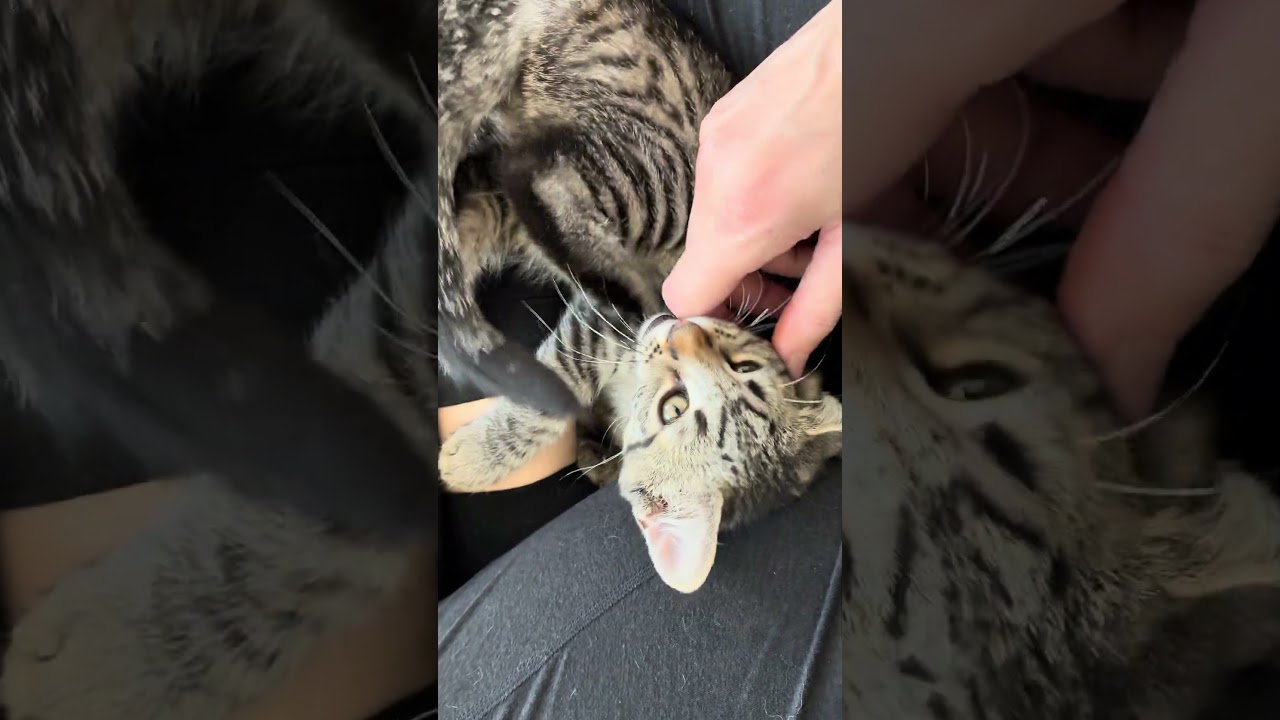 Enlarge Fig, a Adoptable Tiger in Los Angeles, CA video 5/5
