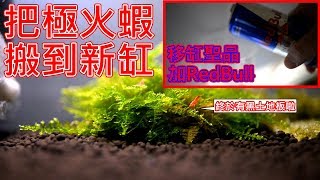 把蝦子移到新設的魚缸 | 希望能生出下一代 | DIY 靜音過濾 | move shrimps to a new tank