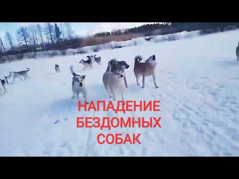 БЕЗДОМНЫЕ СОБАКИ НАПАЛИ НА ШКОЛЬНИКА