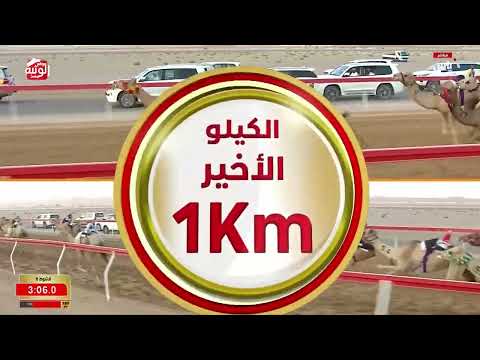 ش 6 (ظبيه) لـ سهيل سيف سهيل بن كلثم الخييلي 4:35:79 ، مهرجان العين 2026/08/03 حقايق الروضة