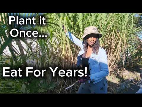 Growing Sugarcane - Harvest & Planting
