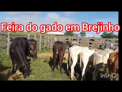 feira do gado em Brejinho Pernambuco