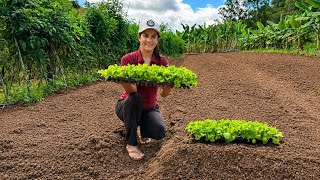 Tudo Sobre o Cultivo de Alface: Plantio, Colheita e Receitas