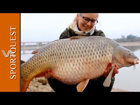 Wild Carp Fishing Adventures on the River Ebro, Spain 🐟