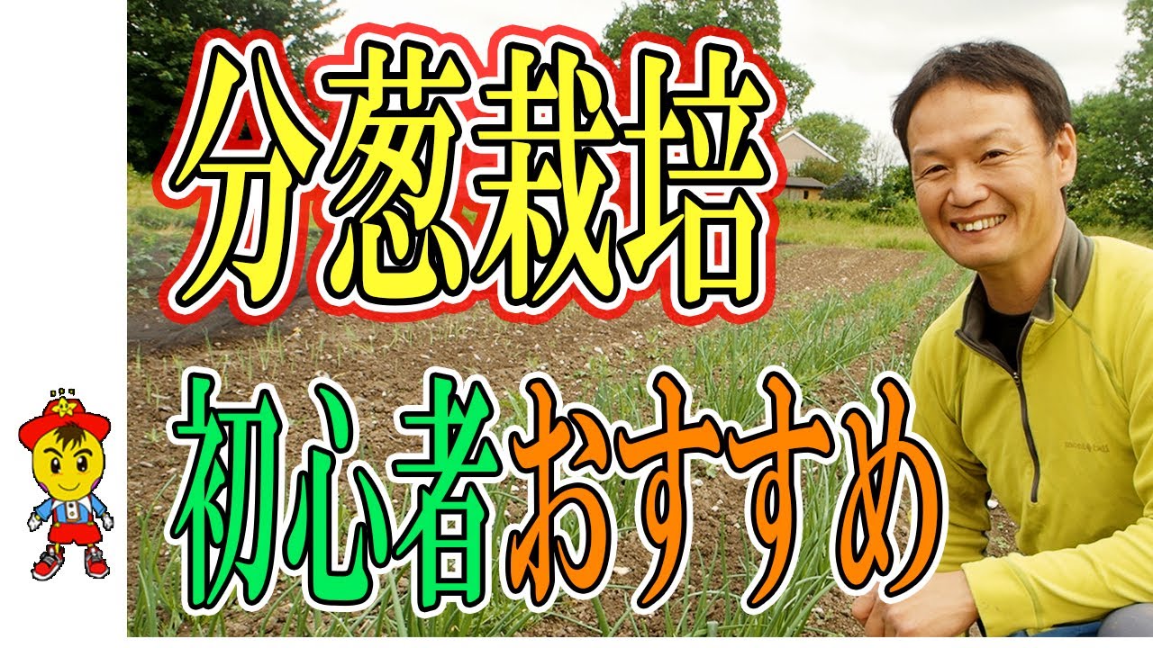 自然栽培で育てる分葱とケール|収穫のポイントと再生栽培のコツ
