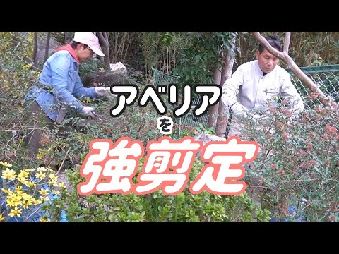 中国のアベリア、Abelia chinensis