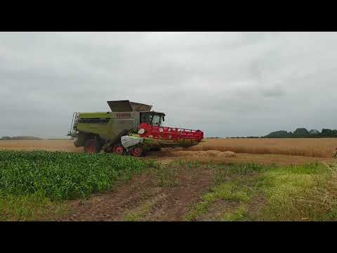 Strawson limited Harvesting wheat 2021 part 2