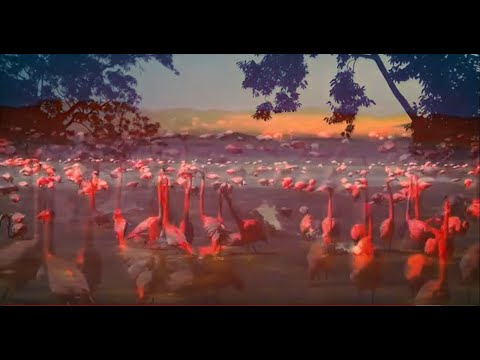 CLAIR - Body Blossom (HotGem) - film by www.gandy.tv / @discoscum