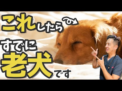 犬の老化に伴う10の症状
