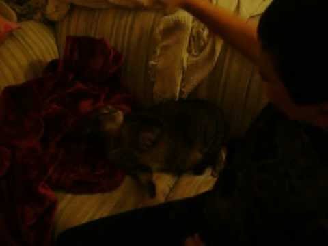 Cat as musical instrument