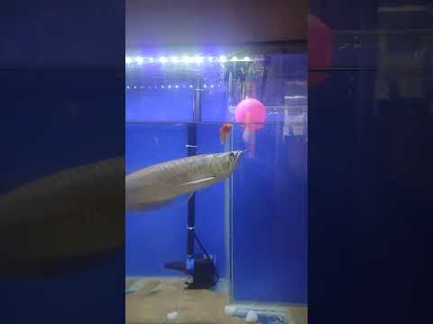Feeding #goldfish to #arwanasilver #fish #trending #viralshorts