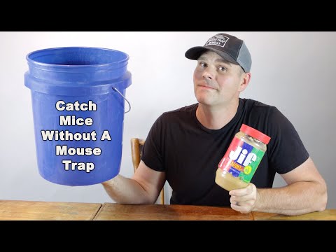 How to catch mice without a mouse trap. A simple trick that works! Mousetrap Monday