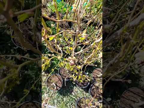 A cum se planteaza afinul