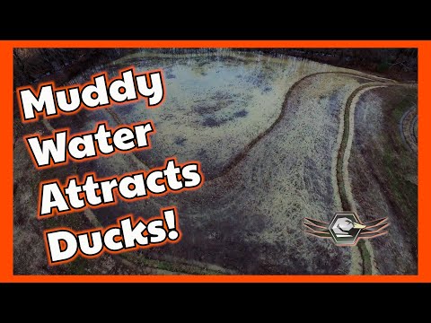Muddy water attracts Ducks!