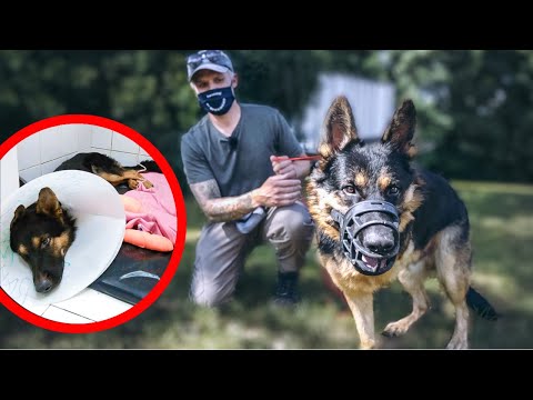 QUELQU'UN LUI A ARRACHÉ LA JAMBE ET MAINTENANT IL EST AGRESSIF...