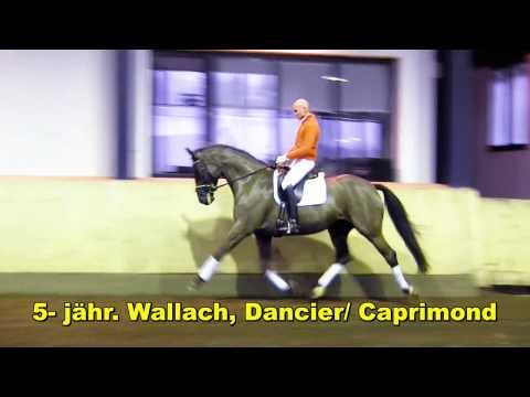 HANNOVERANER SPORTPFERDE 2014