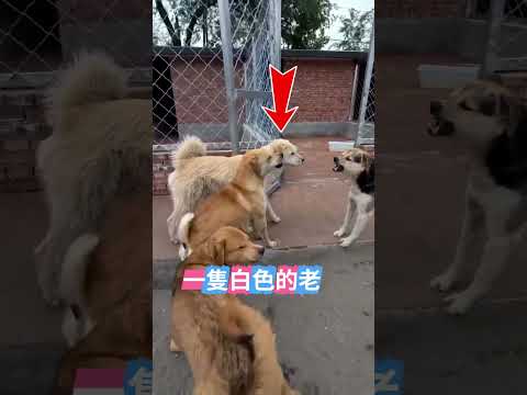 它是當之無愧的狗中老大（TT：newlu_princess）