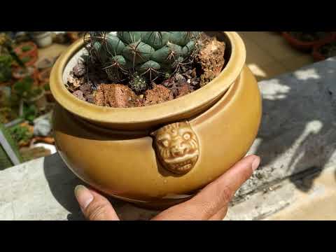 Coryphantan tansi flower festival