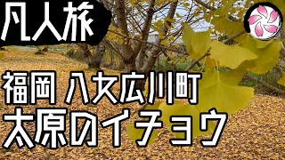 【凡人旅】太原のイチョウに行く