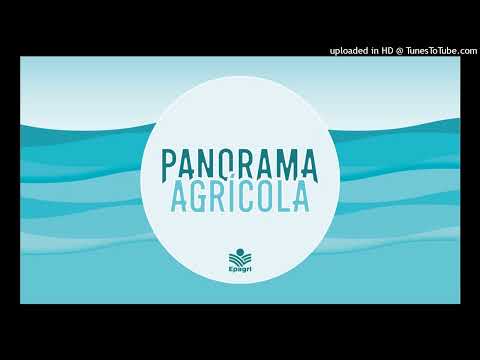 19 de março - Epagri desenvolve primeiro cultivar de linhaça de Santa Catarina 2026